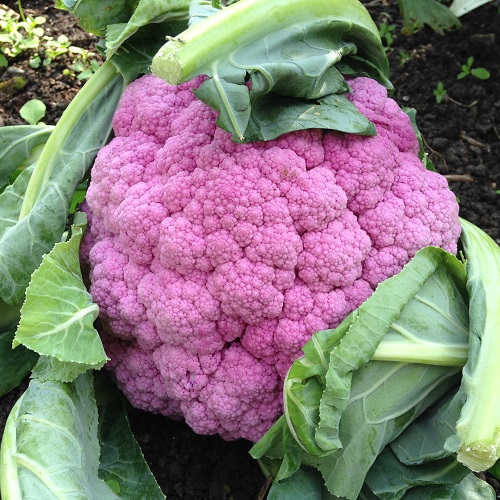 Cauliflower Graffiti